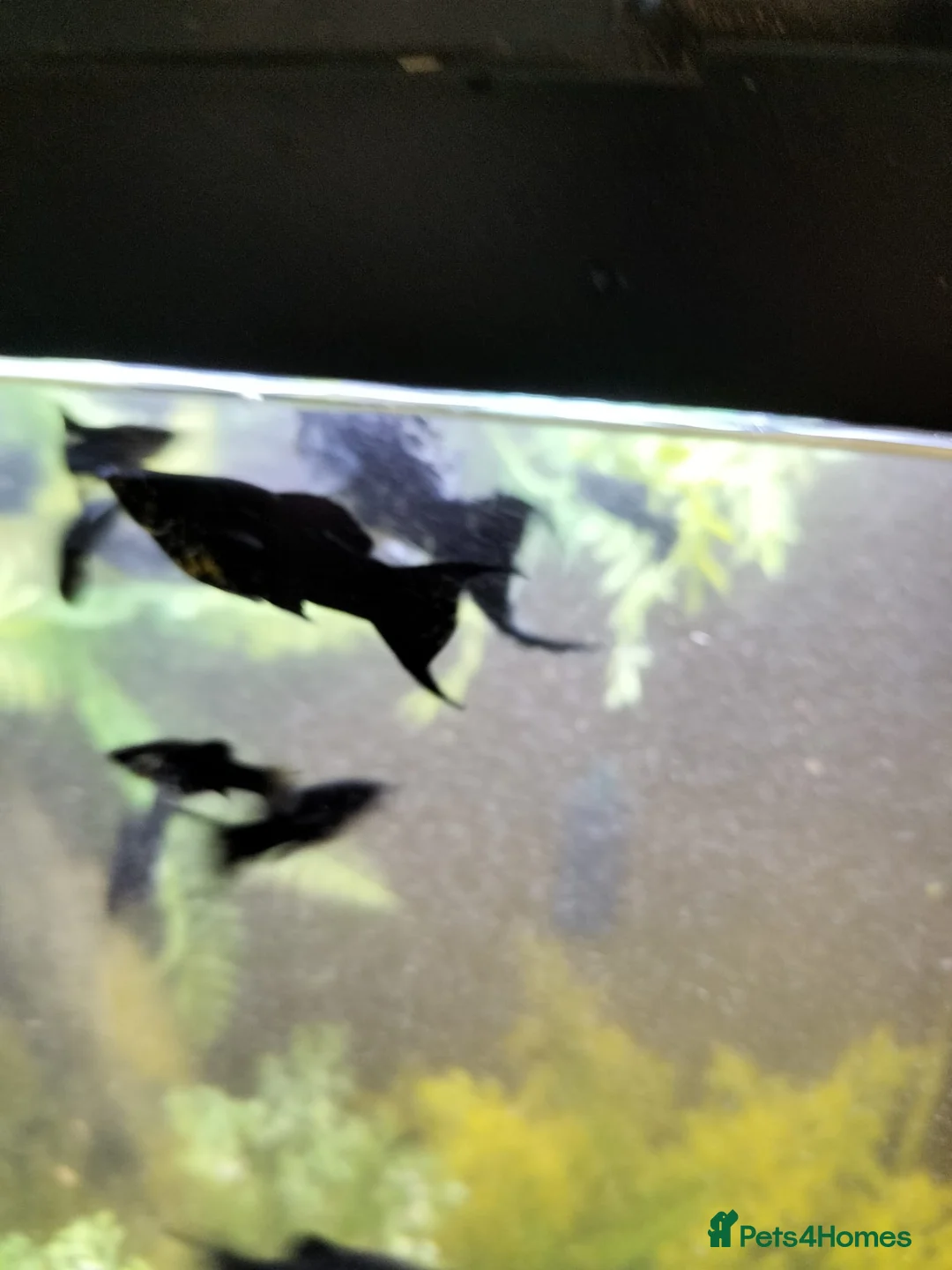 Mollies fish for sale: Dalmatian mollies  in Bourne - Advert 2