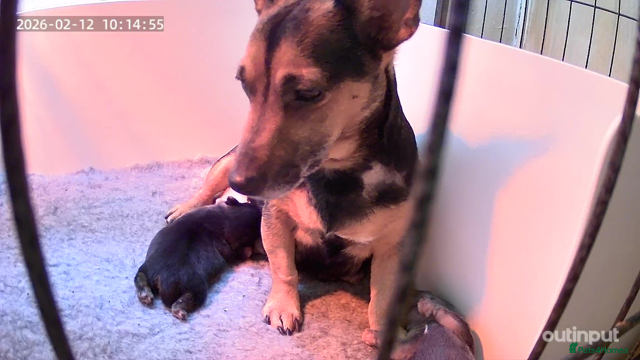 Jack Russell dogs MINIATURE PUPPY JACK RUSSELLS - Advert 2