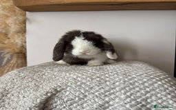 Mini Lop rabbits for sale: Pure Bred Mini lops  - Image 16