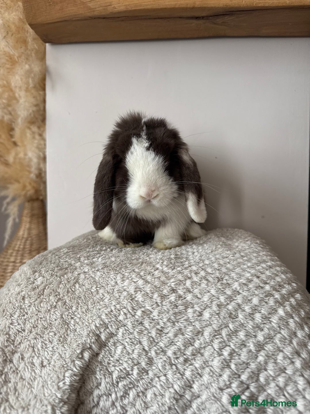 Mini Lop rabbits for sale: Pure Bred Mini lops  - Image 16