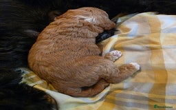 Cockapoo dogs for sale: 3 beautiful f1b cockapoo puppies  - Image 5