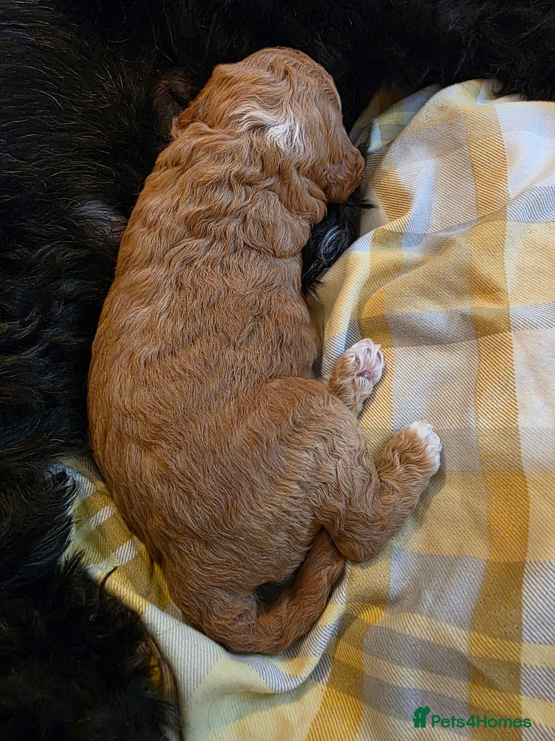 Cockapoo dogs for sale: 3 beautiful f1b cockapoo puppies  - Image 5