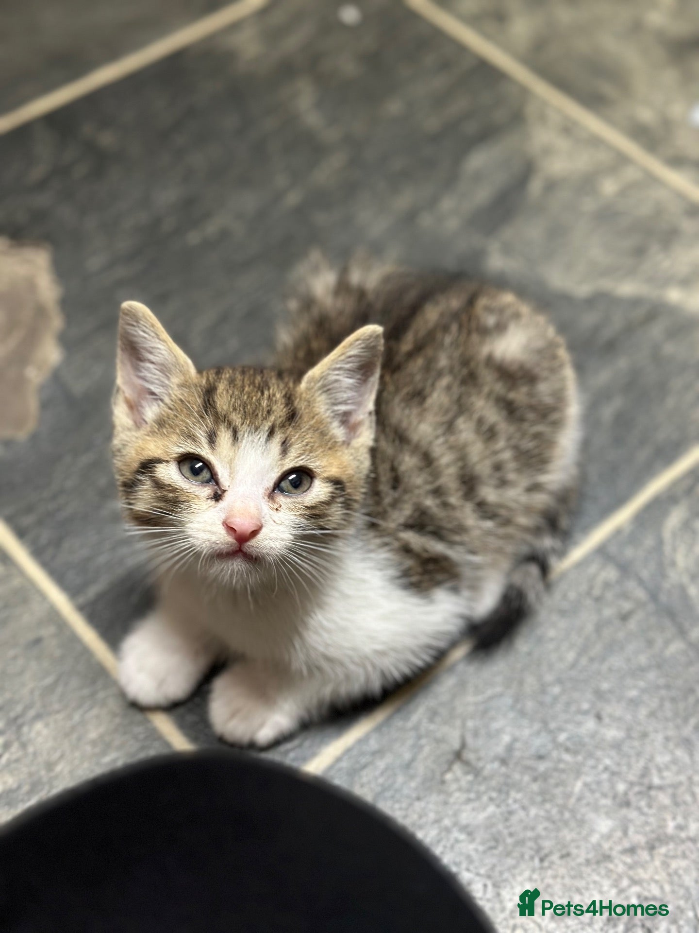 Mixed Breed cats for sale: 3 beautiful kittens for sale💗✨ - Advert 1