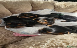 Yorkshire Terrier dogs for sale: Yorkshire Terrier puppies - Image 2