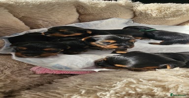 Yorkshire Terrier dogs - Advert 14