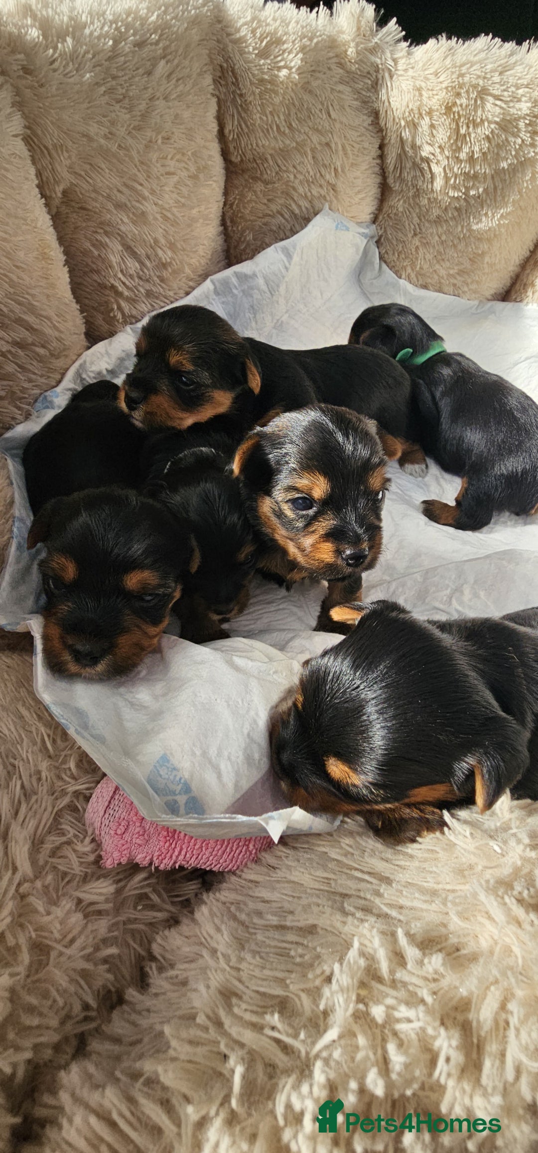 Yorkshire Terrier dogs for sale: Yorkshire Terrier puppies - Image 2