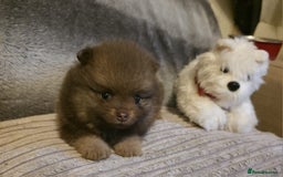 Pomeranian dogs for sale: Rare miniature Teddy face pomeranian puppies  - Image 19