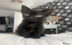 Mixed Breed cats for sale: Gorgeous Cuddly black kitten  - Image 6
