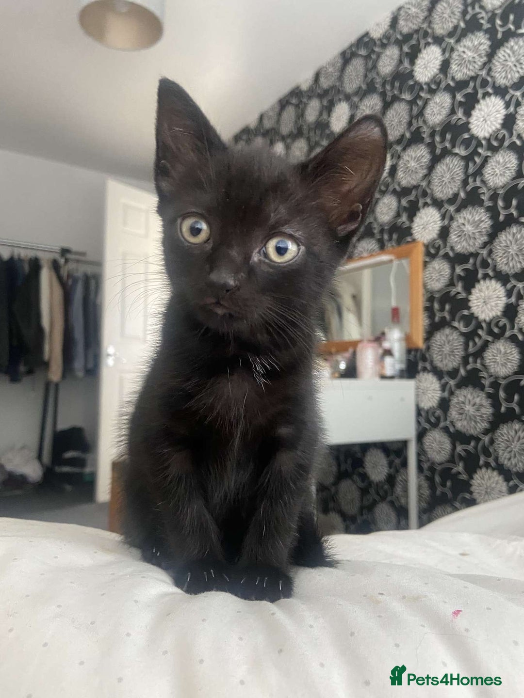 Mixed Breed cats for sale: Gorgeous Cuddly black kitten  - Image 6
