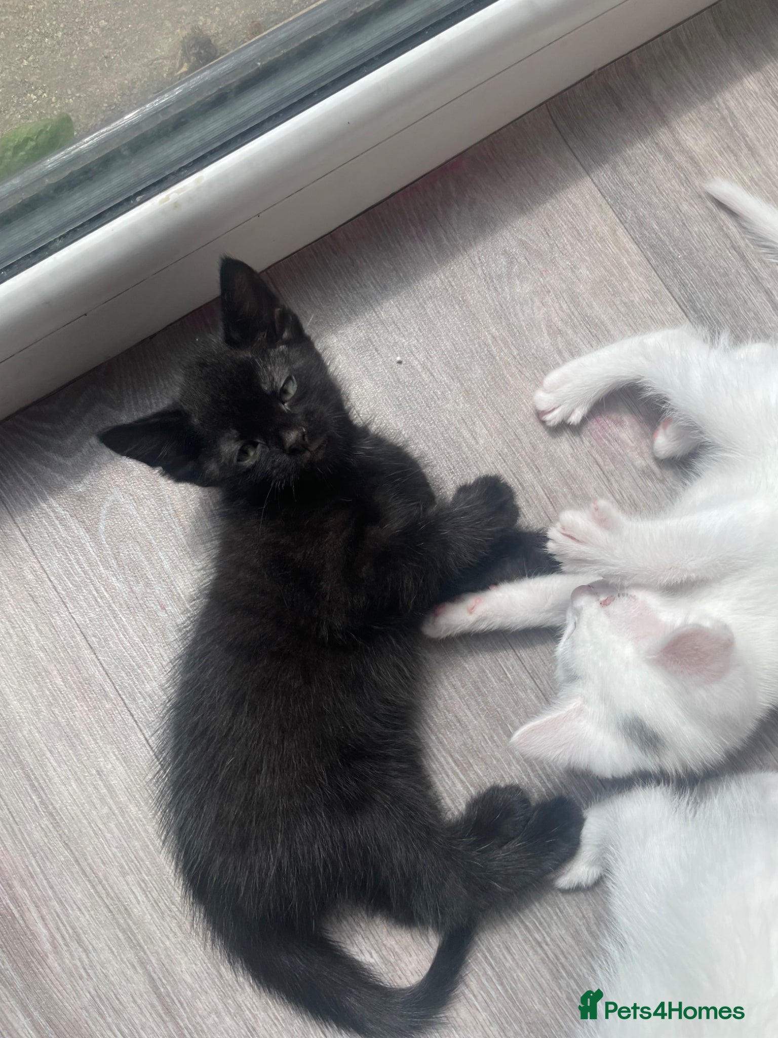 Mixed Breed cats for sale:  Black/dark brown mackerel tabby - Advert 4