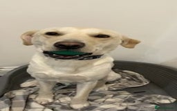 Labrador Retriever dogs for sale: Labrador retriever - Advert 2