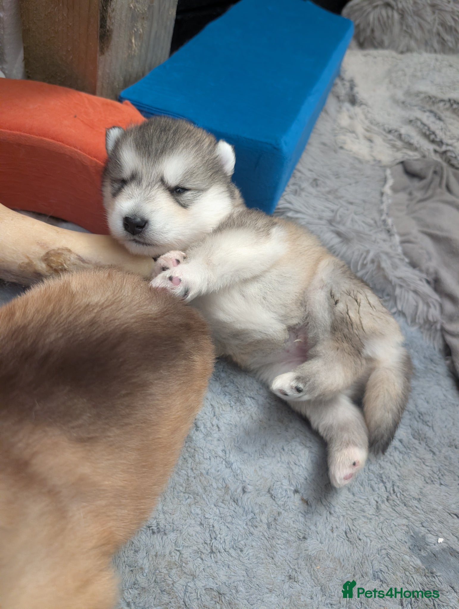 Alaskan Malamute dogs Champ KC Registered Alaskan Malamute Puppies - Advert 1