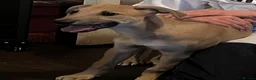 Lurcher dogs for sale: Large breed lurcher - Advert 13