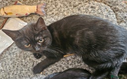 Mixed Breed cats for sale: Beautiful British Shorthair Cross  - Image 5