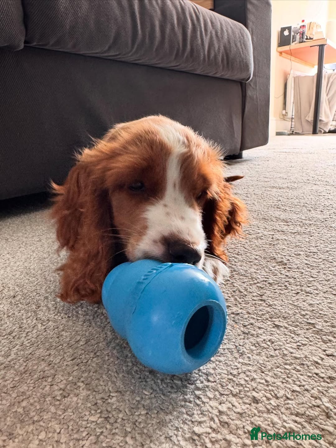 Cockapoo dogs for sale: Beautiful Puppy Pixie Looking for a Loving Home - Advert 3