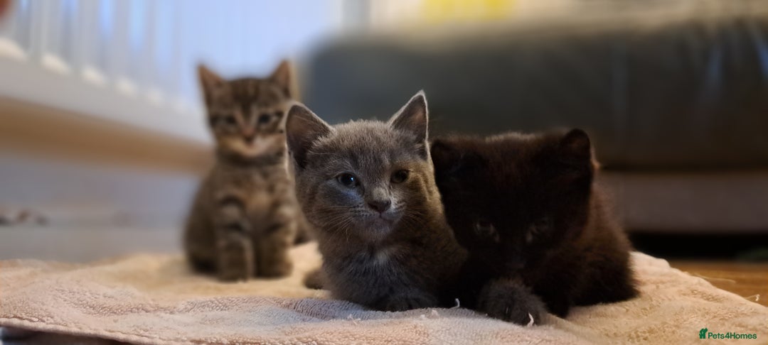 Mixed Breed cats for sale: Gorgeous Cross Kittens 🌟 - Advert 20