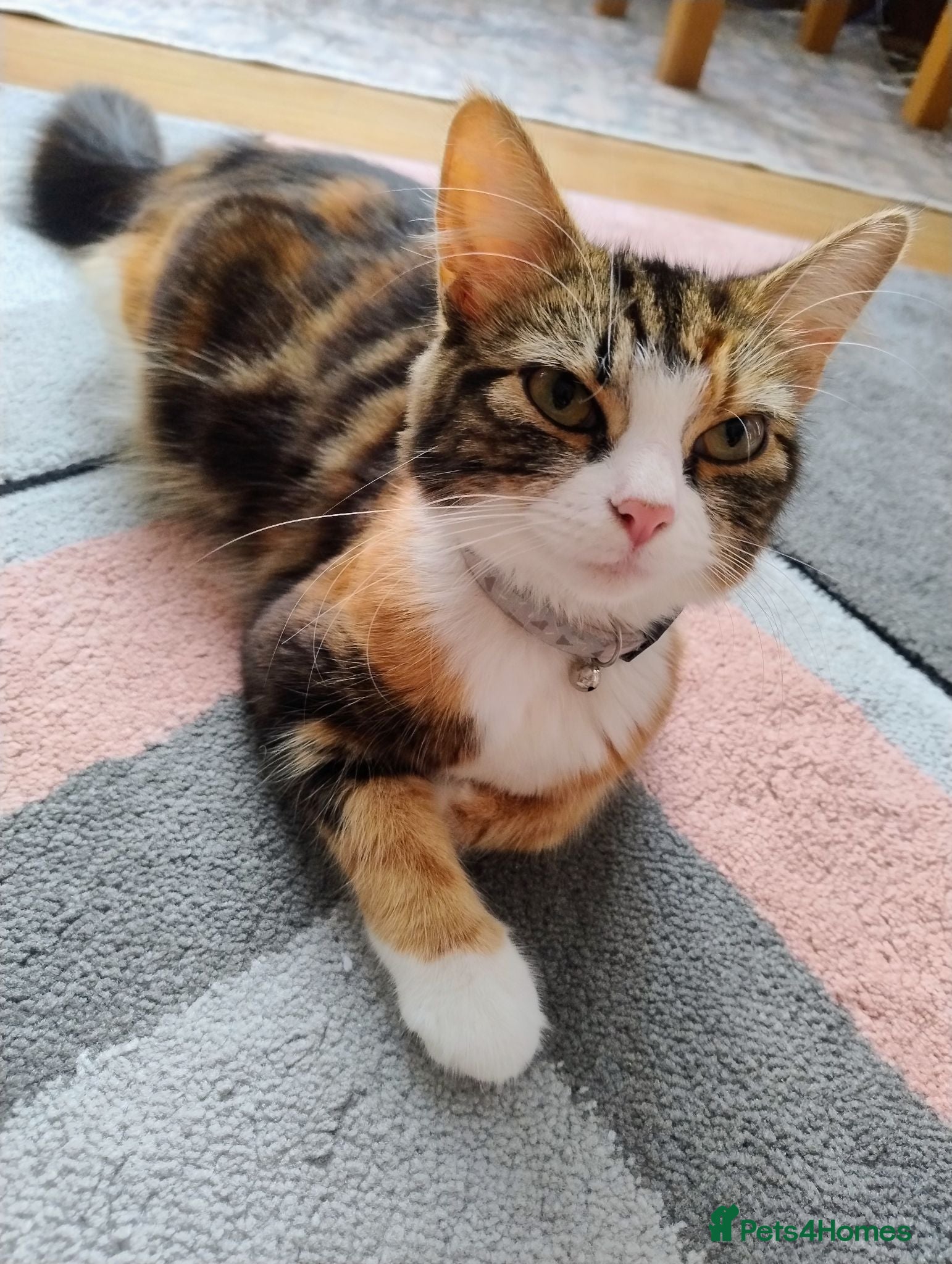 Mixed Breed cats We are 4 playful and beautiful kittens. - Advert 1