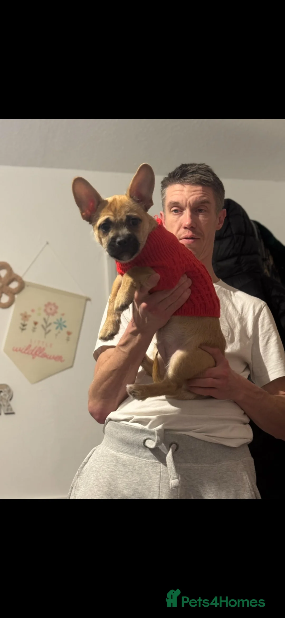 Mixed Breed dogs for sale: Gary 11month cheeky chap in Ilford - Advert 2
