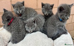British Shorthair cats for sale: 5. british Blue Cross kittens - Image 5