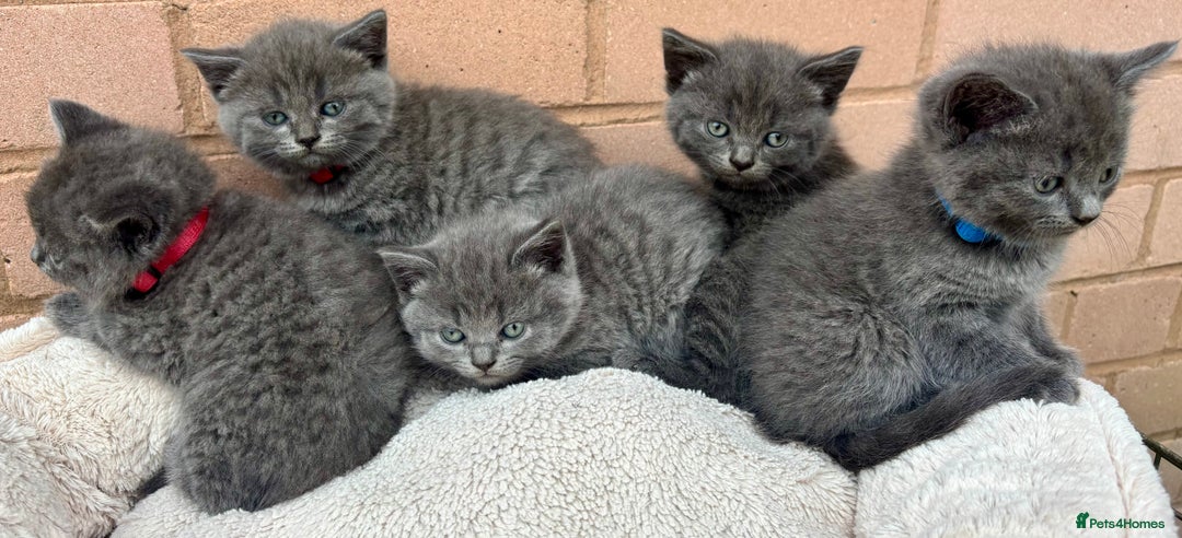 British Shorthair cats for sale: 5. british Blue Cross kittens - Image 5