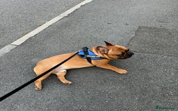 French Bulldog dogs for sale: Spud - rehoming  - Image 4