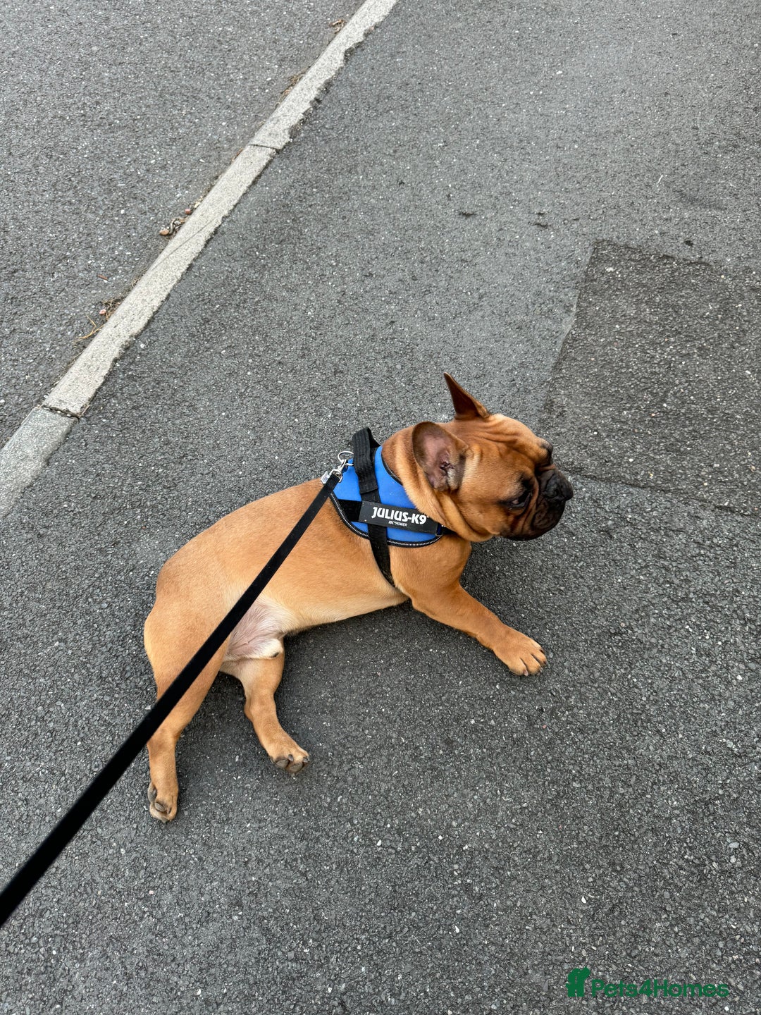 French Bulldog dogs for sale: Spud - rehoming  - Image 4