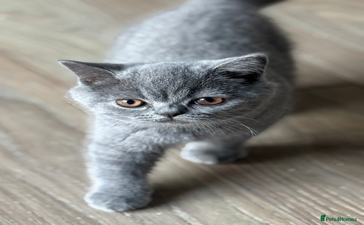 British Shorthair cats in Abergavenny - Advert 14