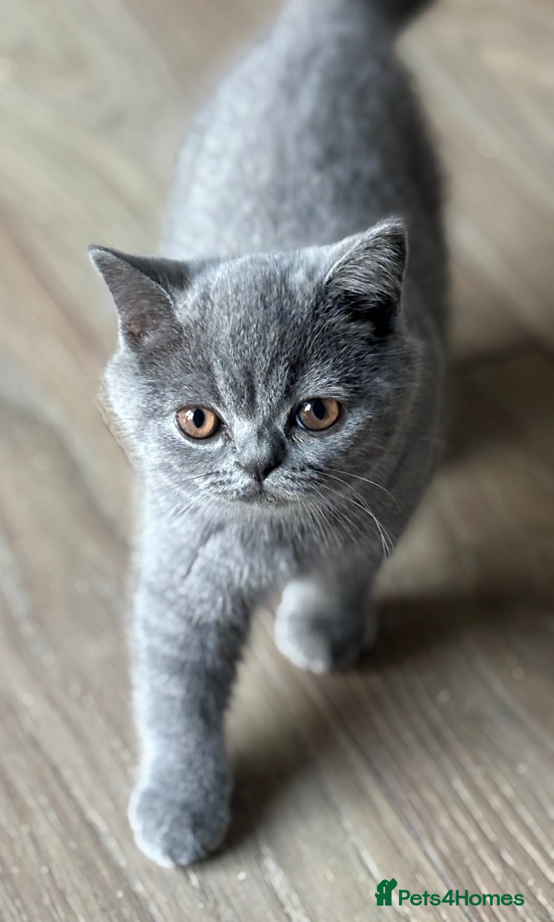 British Shorthair cats for sale: 🌟GCCF Reg’ Kittens, TWO LEFT! Ready now🌟 in Abergavenny - Image 2