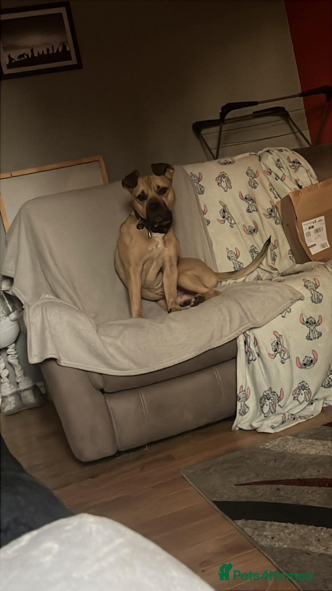 Mixed Breed dogs Male dog (read description throughly) - Advert 1