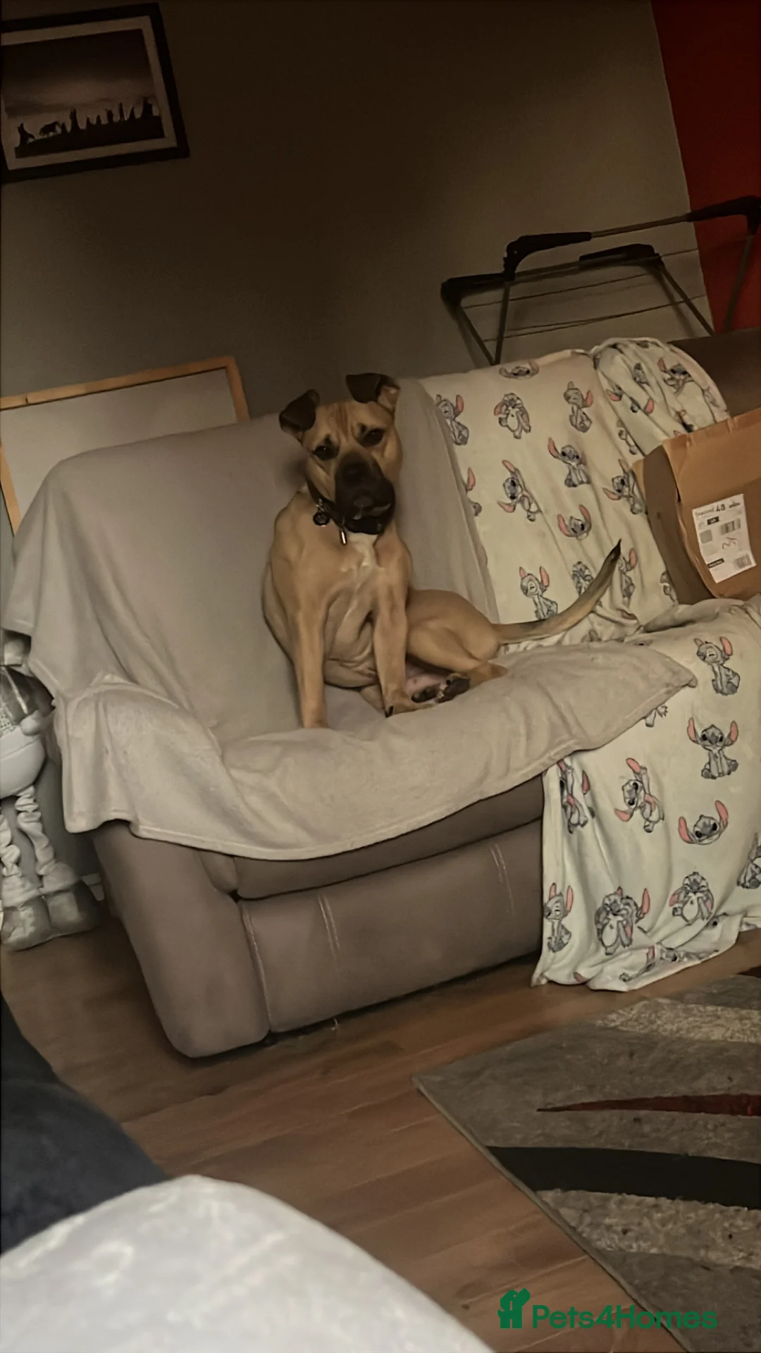 Mixed Breed dogs for sale: Male dog (read description throughly) - Advert 1