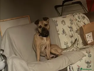 Mixed Breed dogs Male dog (read description throughly) - Advert 10