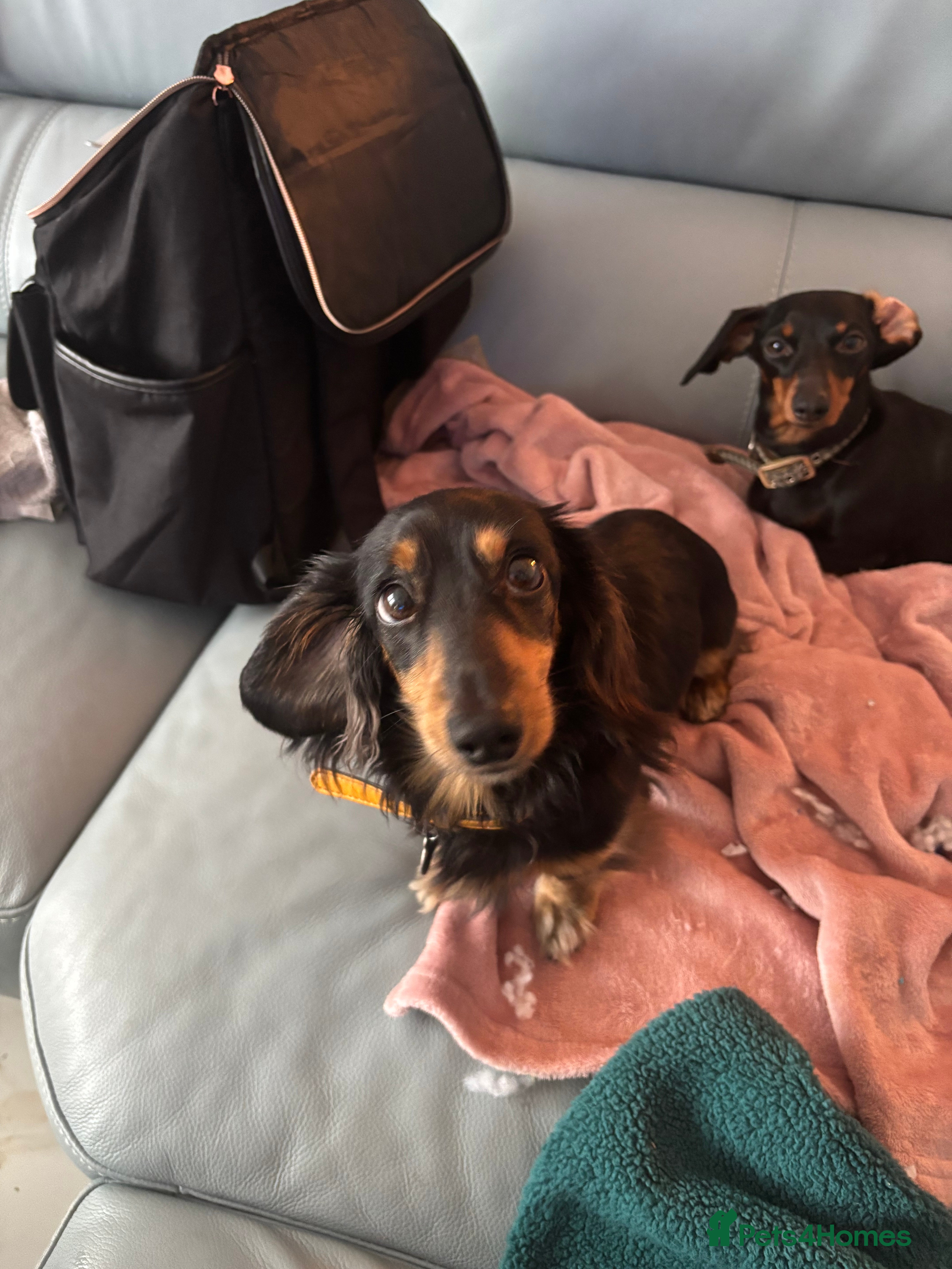 Miniature Dachshund dogs *FOR SALE* - Advert 2