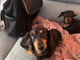 Miniature Dachshund dogs *FOR SALE* - Advert 10