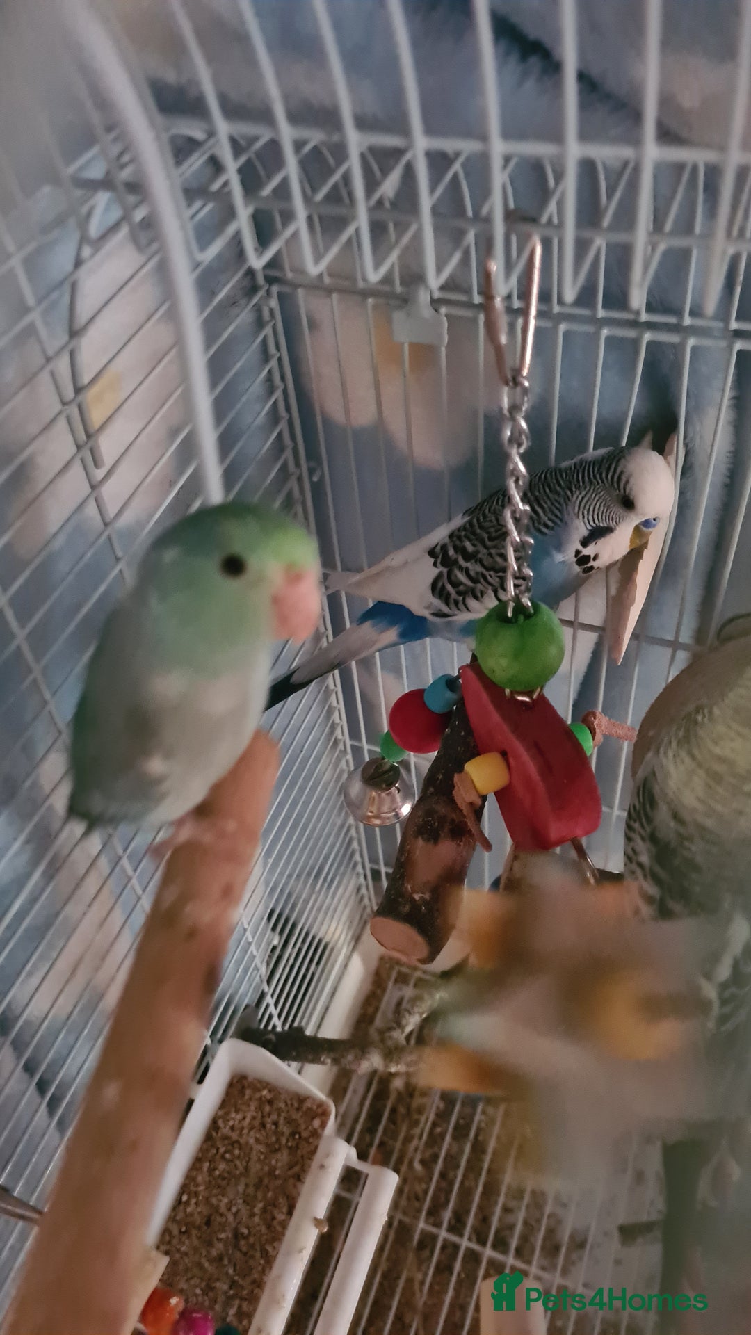 Budgerigars birds for sale: 3 budgies and 1 paralette  - Advert 4