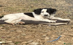 Mixed Breed dogs for sale: Border collie cross puppies  - Image 2