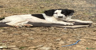 Mixed Breed dogs - Advert 8