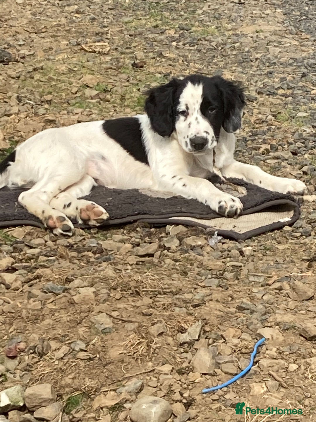 Mixed Breed dogs for sale: Border collie cross puppies  - Image 2