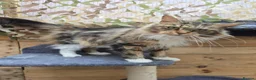 Maine Coon cats for sale: Retired queen black (golden) brown tabby bicolor - Advert 19