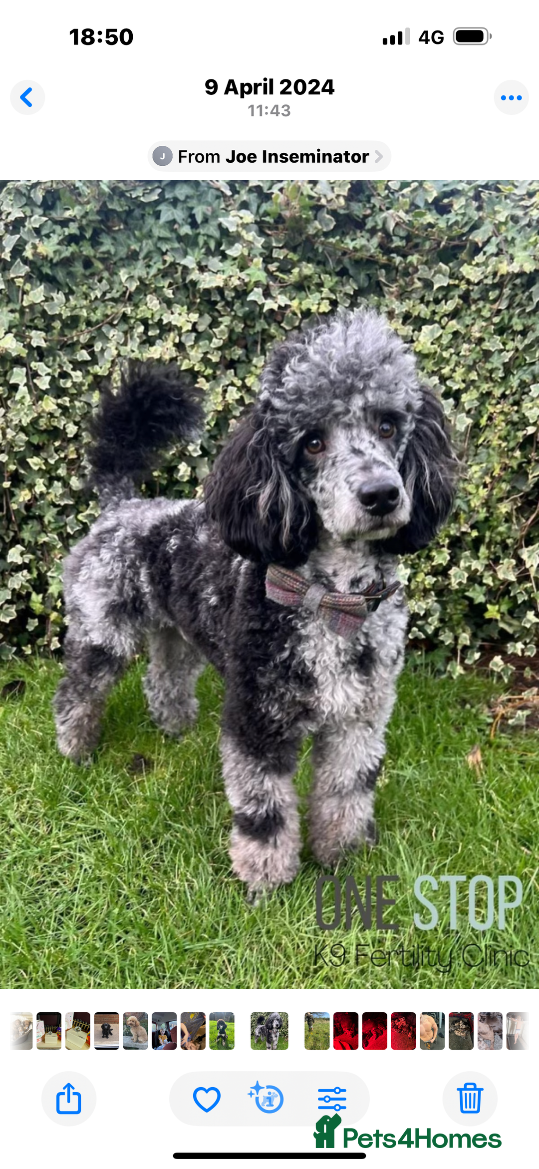 Cockapoo dogs for sale: F1 miniature Cockapoos  - Advert 5