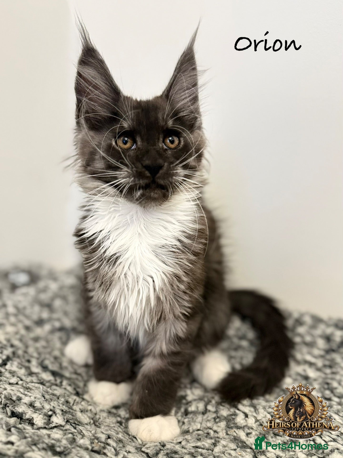 Maine Coon cats 🐾 Maine Coon Kittens TICA Registered 🐾 - Advert 2
