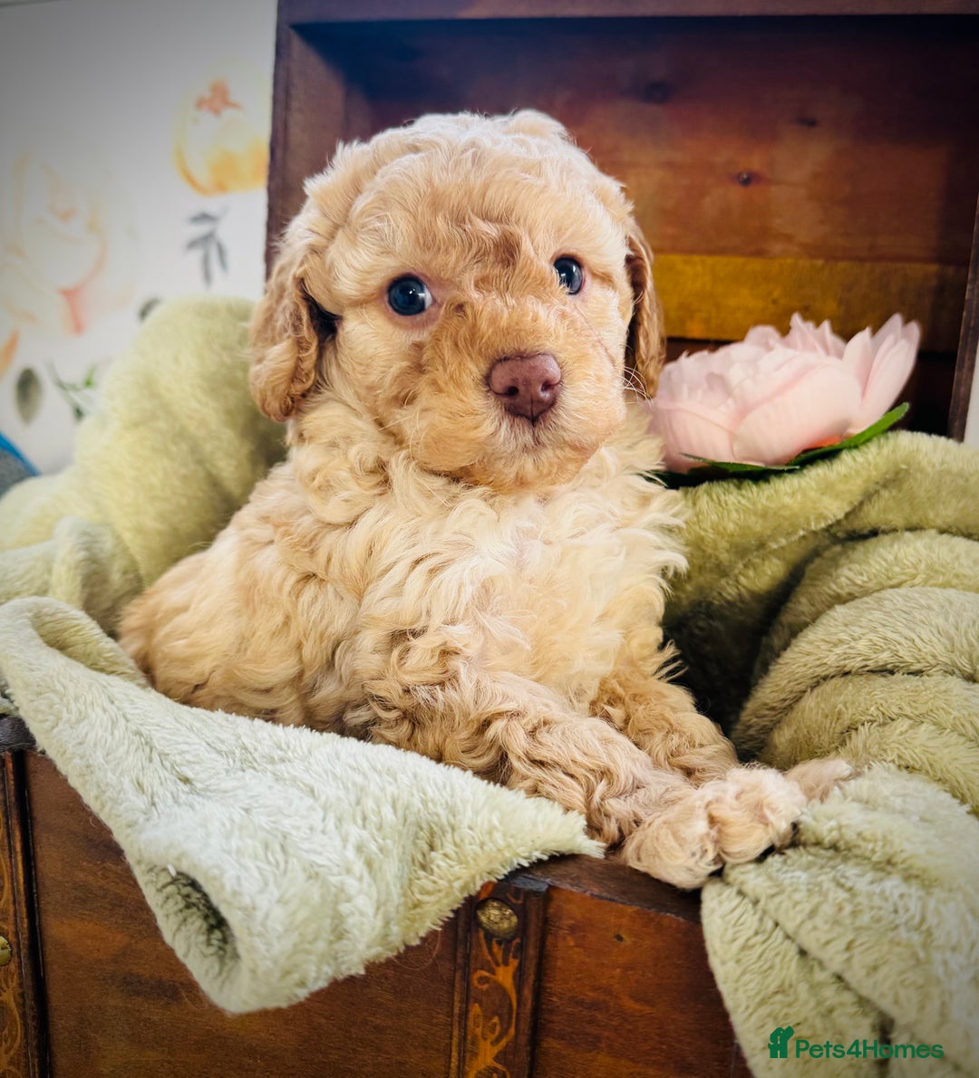 Cavapoochon dogs for sale: F1b Cavapoochon  - Image 15
