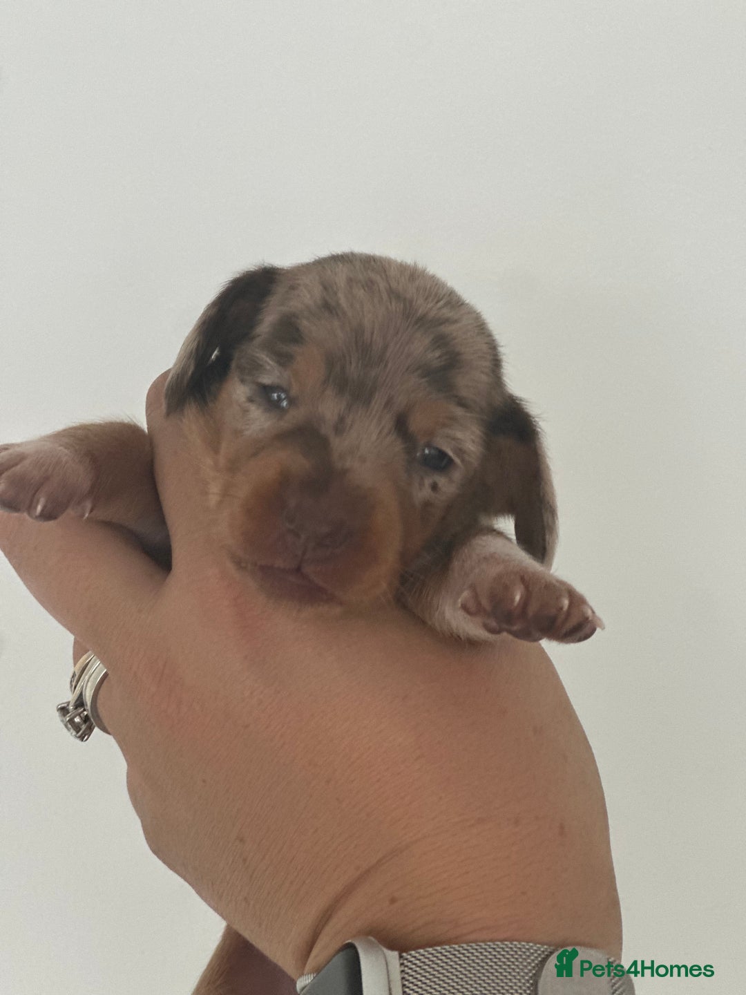 Miniature Dachshund dogs for sale: Smooth haired Miniature Dachshund - Image 13