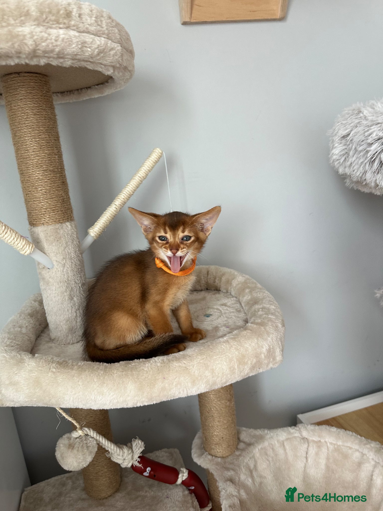 Abyssinian cats Abyssinian kittens  - Advert 7