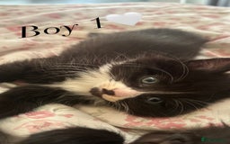 Mixed Breed cats for sale: Adorable Ragdoll/Domestic Kittens - Image 4