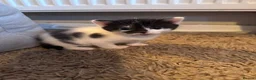 Mixed Breed cats for sale: 2 Male & 2 Female Mixed Breed Kittens - Advert 4