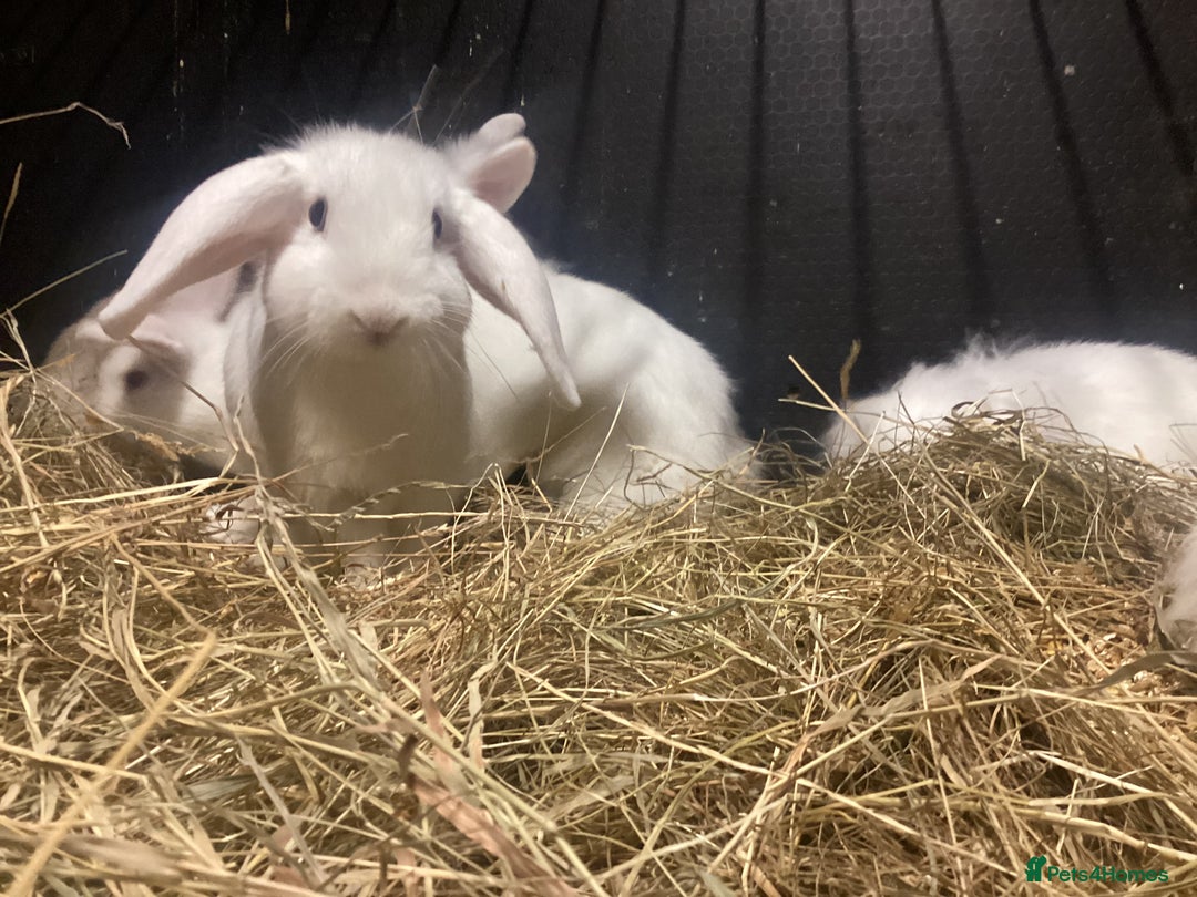 Mixed Breed rabbits for sale: lion head cross lop rabbits -fully vaccinated! - Advert 4