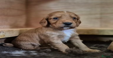 Cocker Spaniel dogs - Advert 2