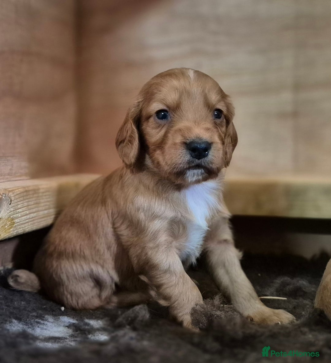 Cocker Spaniel dogs for sale: Beautiful working cocker spaniel puppies  - Image 2