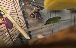 Cockatiels birds for sale: Eight birds for sale and 3 large cages £810 - Image 11