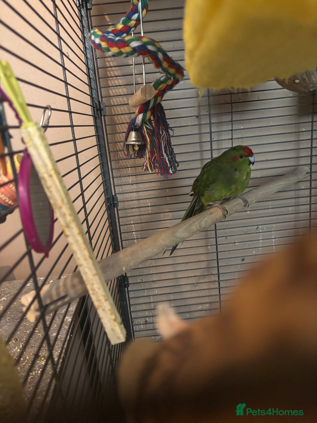Cockatiels birds for sale: Eight birds for sale and 3 large cages £810 - Image 11